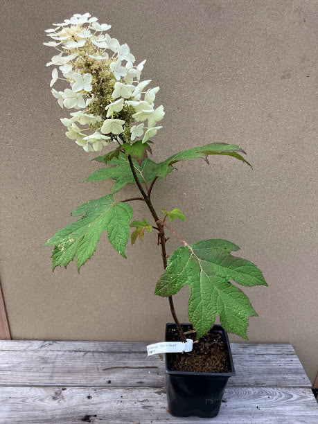 Hydrangea quercifolia 'Sike's Dwarf'