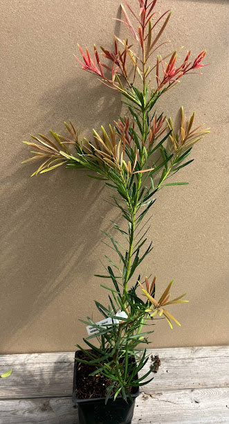 Podocarpus macrophyllus 'Akame' – Garden Treasures Nursery