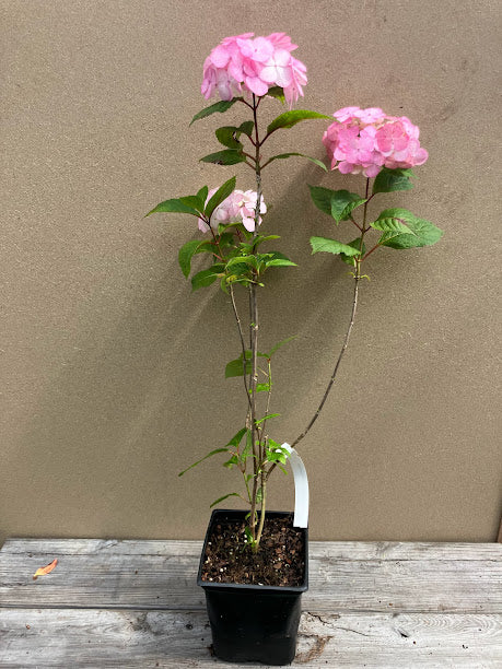 Hydrangea serrata 'Pink Beauty'