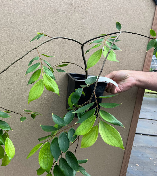 Celtis sinensis 'Green Cascade'