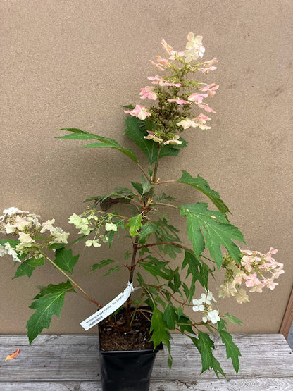 Hydrangea quercifolia 'Ice Crystal'