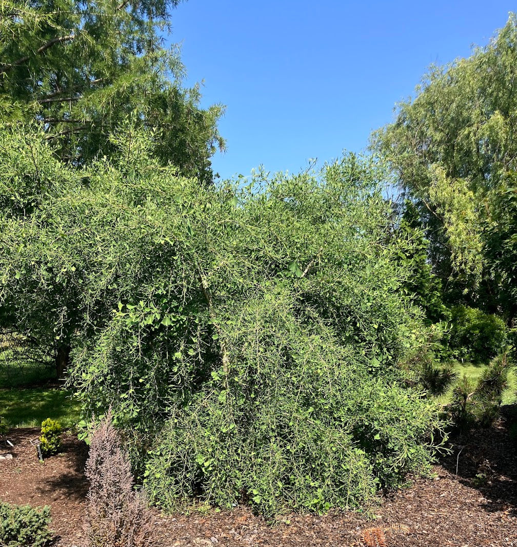 Ginkgo biloba 'Weeping Wonder' Garden Treasures Nursery