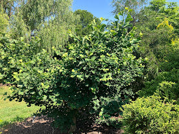 Ginkgo biloba 'Jagged Jade'