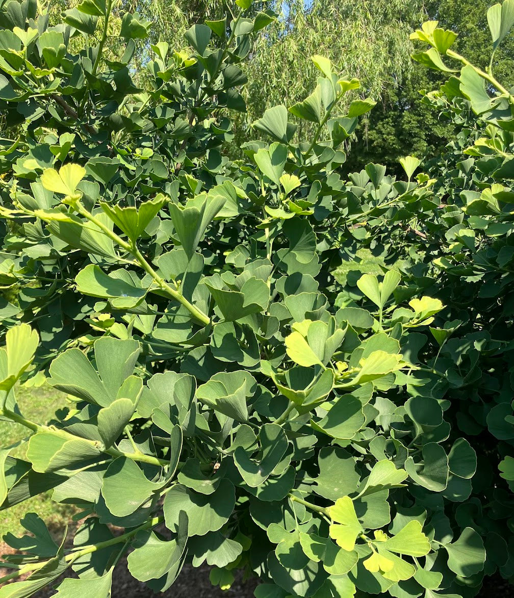 Ginkgo biloba 'Jagged Jade'
