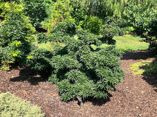 Acer palmatum 'Shishi Yatsubusa'