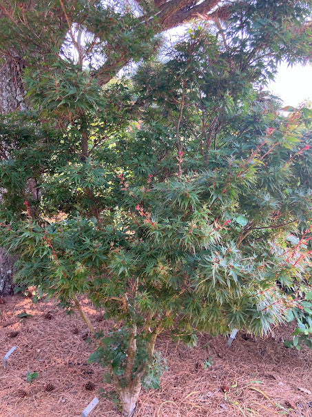 Acer palmatum 'Kuro Hime' Princess Japanese Maple