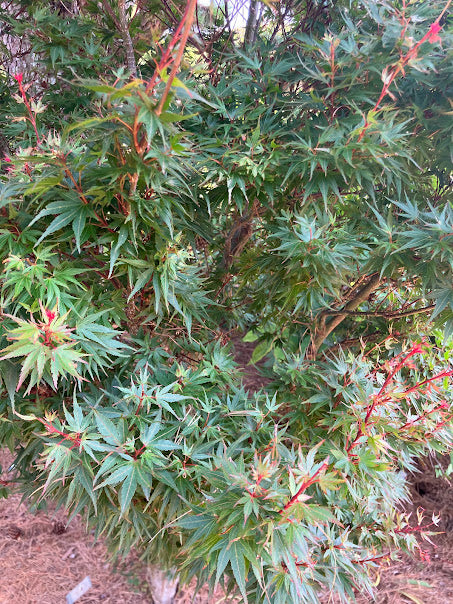Acer palmatum 'Kuro Hime' Princess Japanese Maple