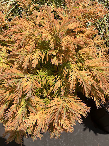 Metasequoia glyptostroboides 'Dawswood Tawny Fleece'
