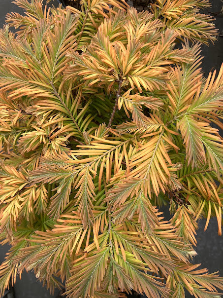 Metasequoia glyptostroboides 'Dawswood Tawny Fleece'