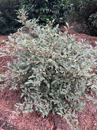 Camellia sinensis 'Fuiri' RARE