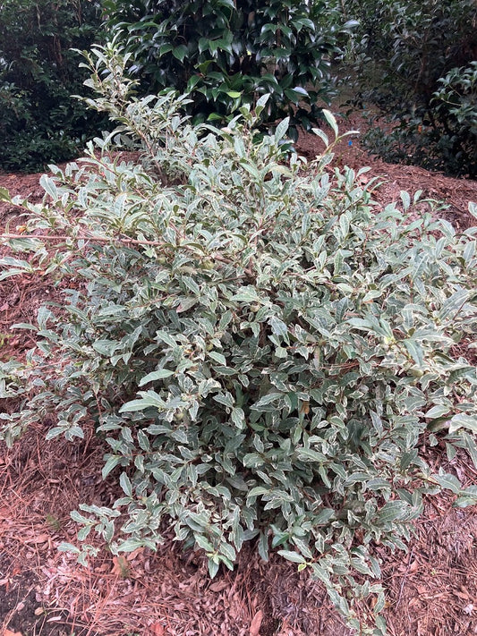 Camellia sinensis 'Fuiri' RARE
