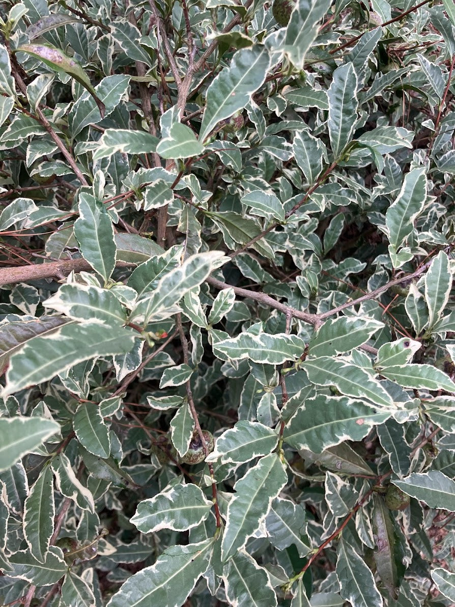 Camellia sinensis 'Fuiri' RARE