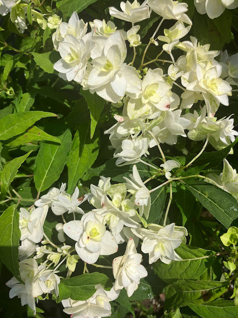 Hydrangea serrata 'Shirofuji'