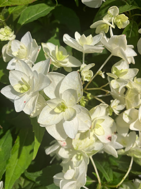 Hydrangea serrata 'Shirofuji'