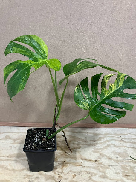 Monstera deliciosa borsigiana 'Aurea Variegata'