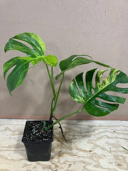 Monstera deliciosa borsigiana 'Aurea Variegata' – Garden Treasures Nursery