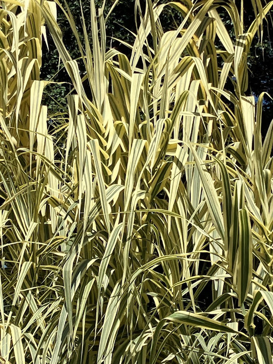 Arundo donax 'Peppermint'