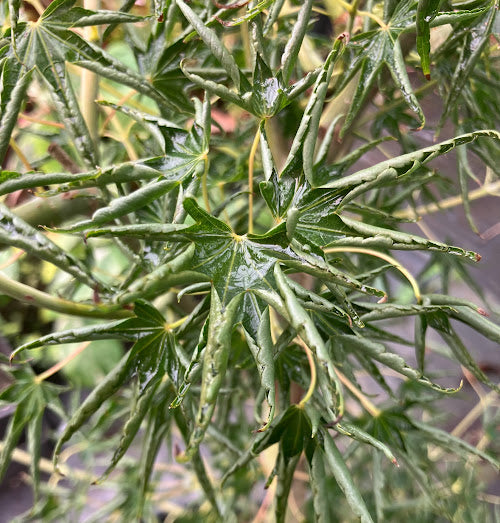 Acer palmatum 'Kurui Jishi' Crazy Lion Japanese Maple
