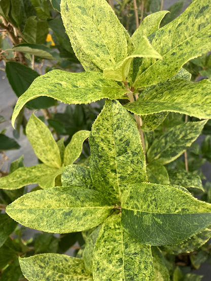 Osmanthus fragrans 'Aurora' RARE NEW GARDEN TREASURES INTRODUCTION