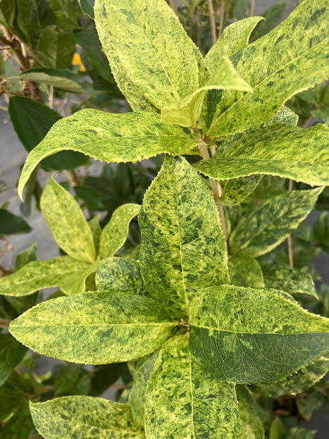 Osmanthus fragrans 'Aurora' RARE NEW GARDEN TREASURES INTRODUCTION