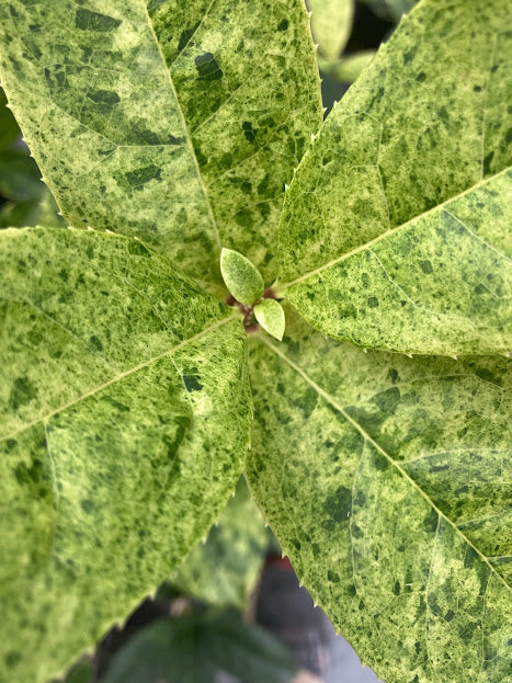 Osmanthus fragrans 'Aurora' RARE NEW GARDEN TREASURES INTRODUCTION