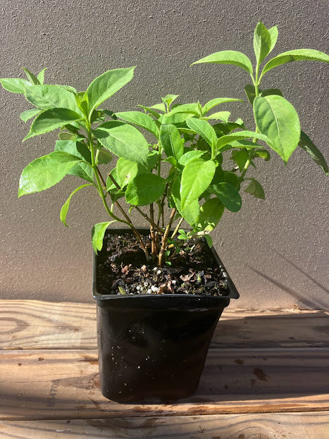 Dichroa febrifuga 'Yamaguchi White'