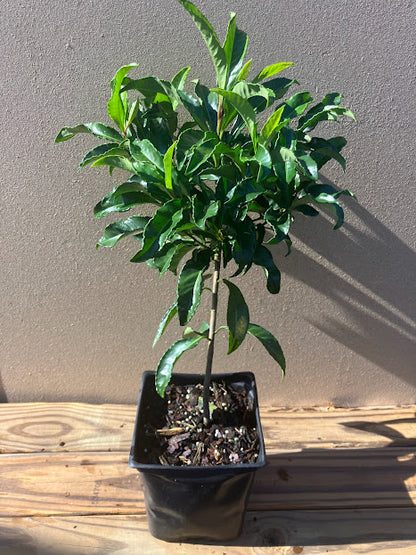 Ardisia crenata – Garden Treasures Nursery