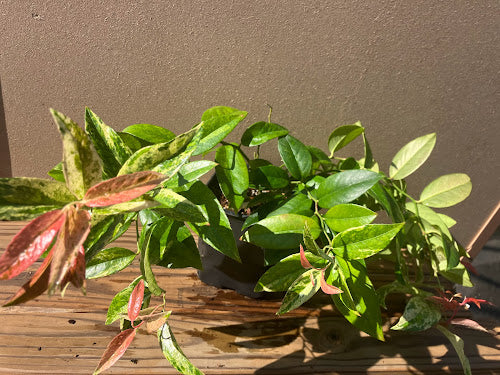 Leucothoe axillaris 'Dodd's Variegated'