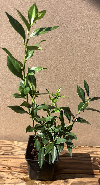 Sarcococca orientalis