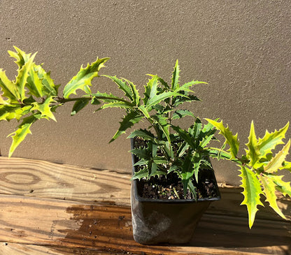 Osmanthus armatus 'Zip Line' RARE