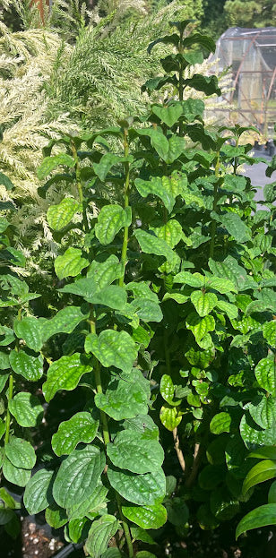 Cornus sanguinea 'Compressa'