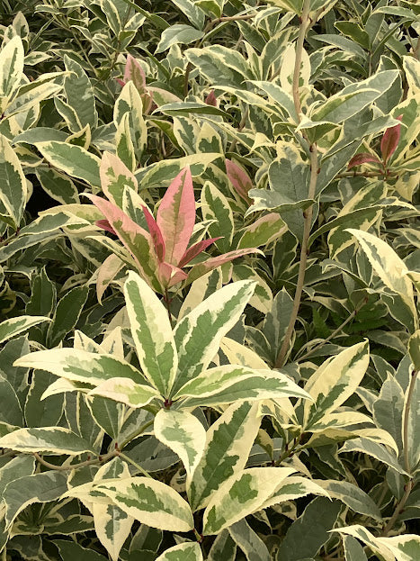 Osmanthus fragrans 'Yuntinan Caigui' RARE