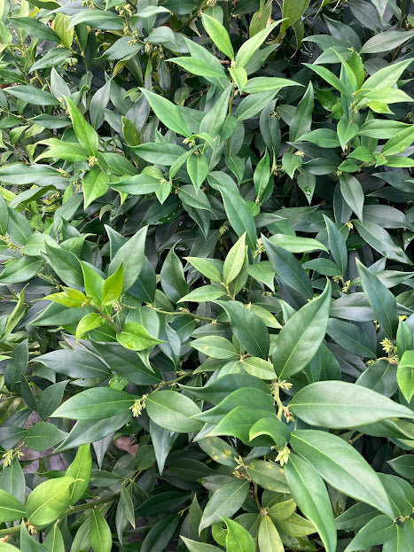 Sarcococca orientalis