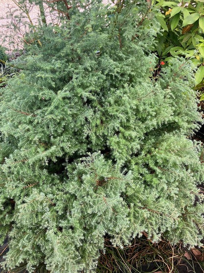 Chamaecyparis thyoides 'Ericoides'