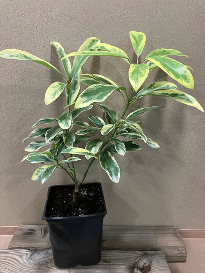 Daphniphyllum teijsmannii 'Mountain Dove' EXTREMELY RARE!!! – Garden  Treasures Nursery