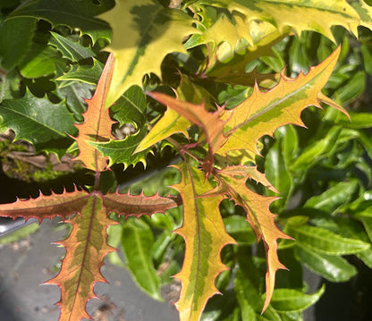Osmanthus armatus 'Zip Line' RARE