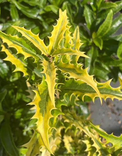 Osmanthus armatus 'Zip Line' RARE