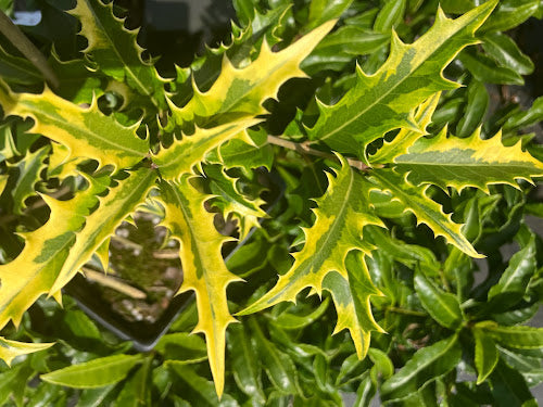 Osmanthus armatus 'Zip Line' RARE