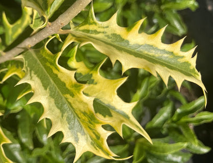Osmanthus armatus 'Zip Line' RARE