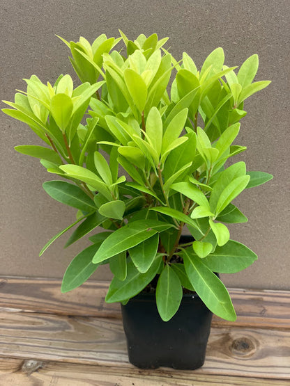 Illicium parviflorum 'Florida Sunshine' – Garden Treasures Nursery