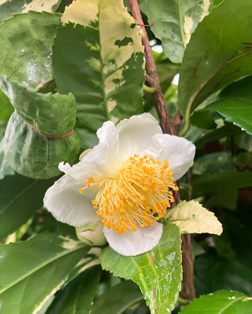 Camellia 'Yellowleaf'