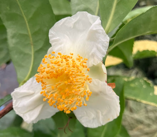 Camellia 'Yellowleaf'