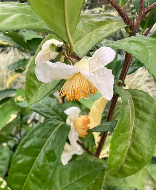 Camellia 'Yellowleaf'