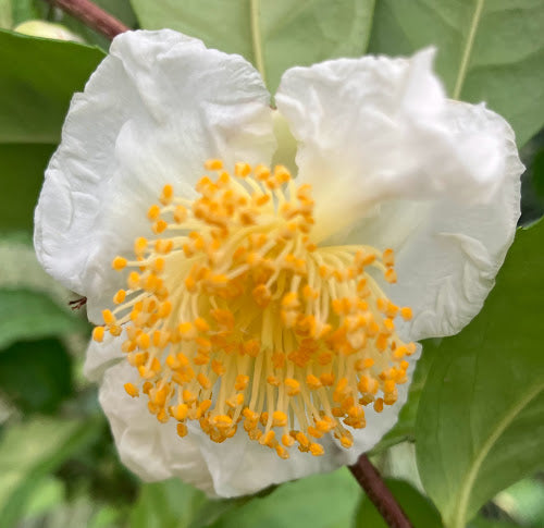 Camellia 'Yellowleaf'