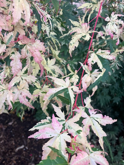 Acer palmatum 'Aizumi Nishiki'