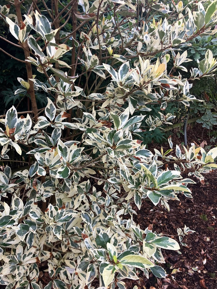 Viburnum awabuki 'Silver Halo' RARE