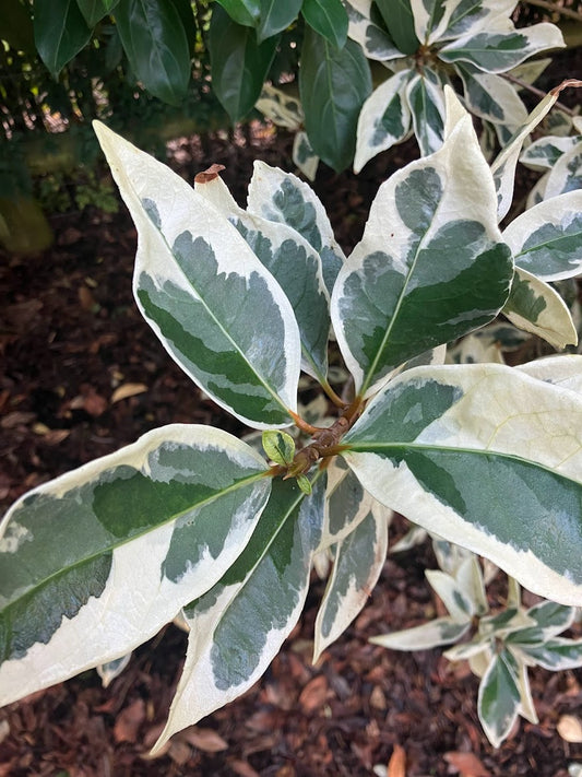 Viburnum awabuki 'Silver Halo' RARE