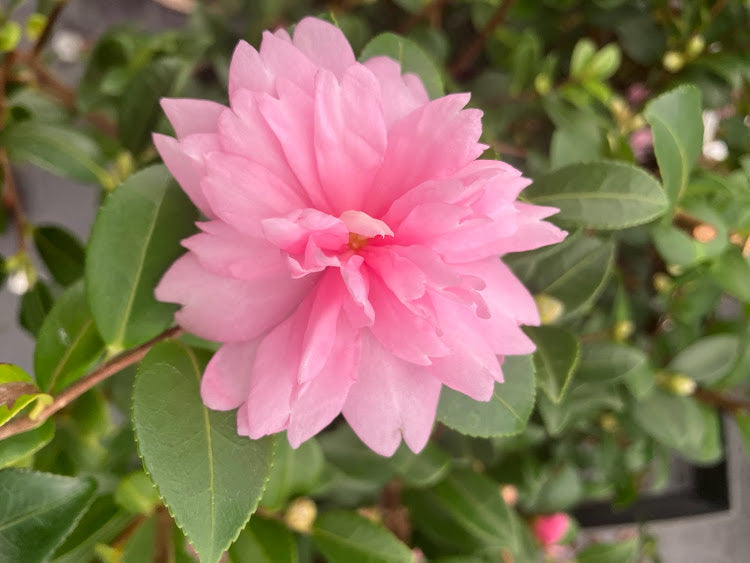 Camellia sasanqua 'Fall Festival' NEW GARDEN TREASURES RELEASE!  RARE!