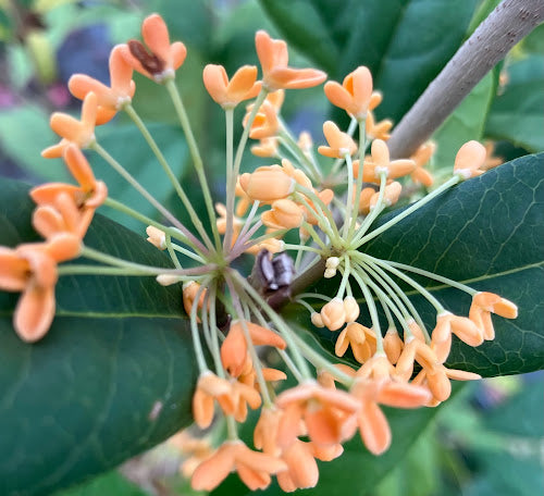 Osmanthus fragrans 'Apricot Echo'