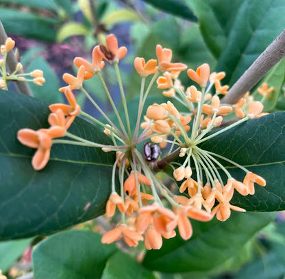 Osmanthus fragrans 'Apricot Echo'